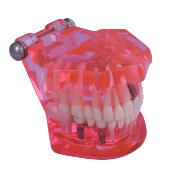 Dental Teaching Model