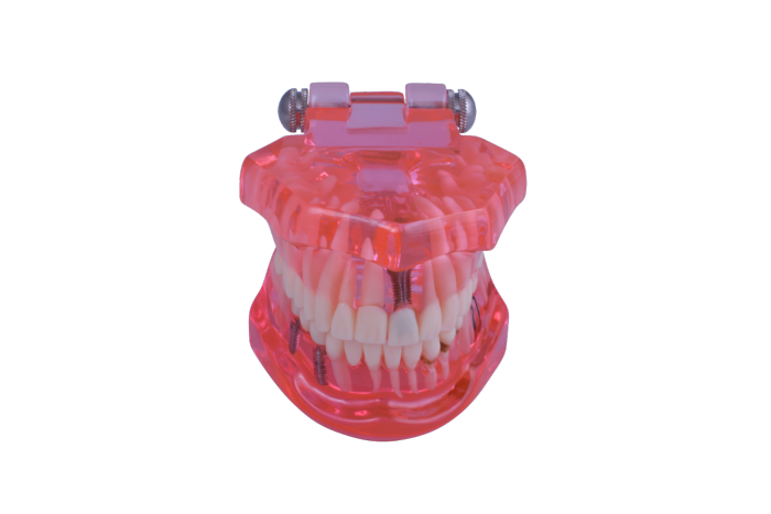 Dental Teaching Model