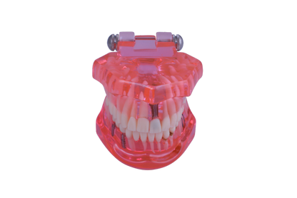 Dental Teaching Model